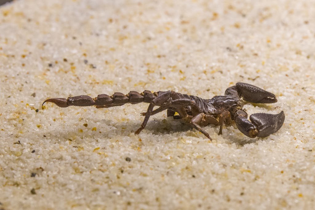 Arizona bark scorpion on tile surface – professional scorpion removal in Phoenix AZ